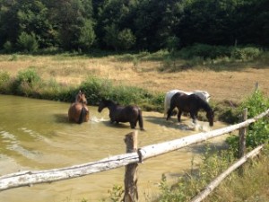 chevaux baignade